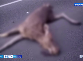 Лоси на дорогах