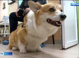 Как защитить питомцев от клещей