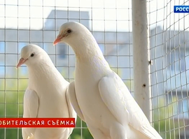 Актуальная тема - голубеводство