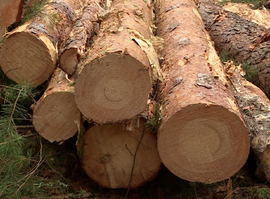 Актуальная тема - Без «серых» схем: теперь за деятельностью лесозаготовителей следят из космоса