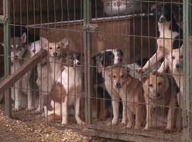 Актуальная тема - Бездомных животных возьмут под контроль муниципалитеты