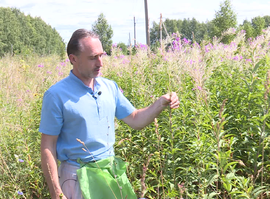 Актуальная тема - Иван-чай