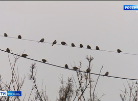 Аномальная зима