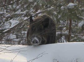 Актуальная тема - Подкормка диких животных