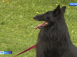 Пропала собака