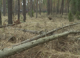 Актуальная тема - Правила сбора валежника в лесу