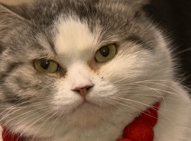 В России выбирают "Хвостатого хранителя". Рязанская кошка - в лидерах