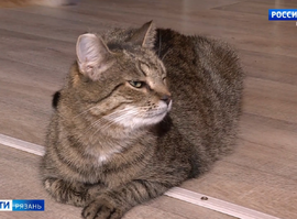 Актуальная тема - Кошачий приют