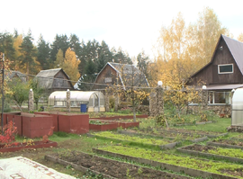 Стремятся в тепло и ближе к еде: как избежать нашествия грызунов?