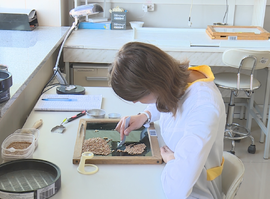 Мониторинг пшеницы