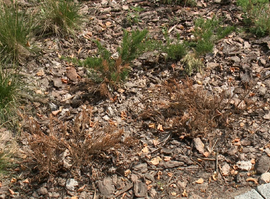 Рязанцы недовольны состоянием зон отдыха