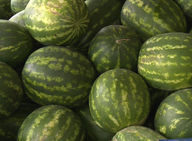 Арбузный сезон в Рязани открыт