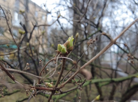 В Рязанской области начался сезон пыления растений
