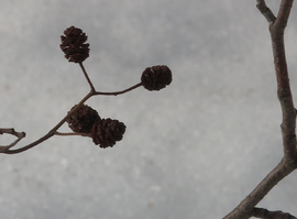 Актуальная тема - Сезон аллергии приближается