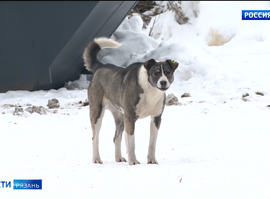 Бродячие собаки