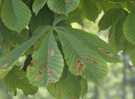 Минирующая моль губит рязанские каштаны