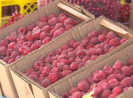 Витаминная "бомба": малина появилась на прилавках города