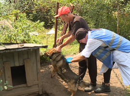 В Рязанском районе сегодня объявили день бесплатной вакцинации питомцев
