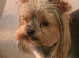 Актуальная тема - Отпуск для питомцев