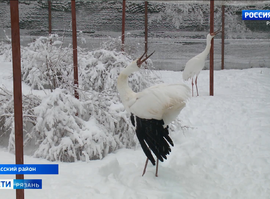 Окский биосферный заповедник