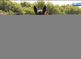 Конезавод_Старожилово