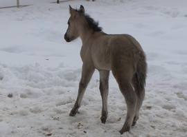 ВНИИ коневодства