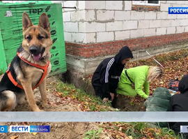 Собаки-поисковики