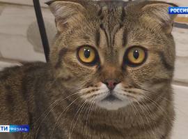 Лекарства для животных