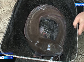 Африканский сом