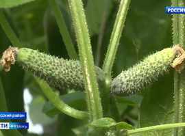 Урожай огурцов