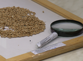 Как отбирают семена